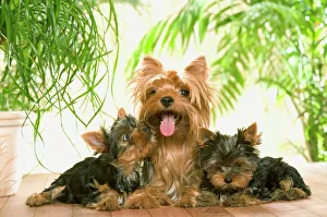 Yorkshire Terrier Dog - with puppies Yorkshire Terrier Dog - with puppies