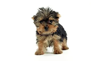 Yorkshire Terrier Dogs - puppy standing Yorkshire Terrier Dogs - puppy standing