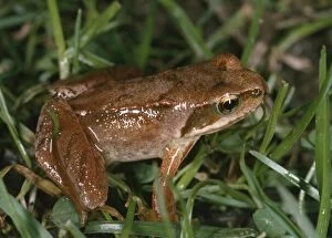 Amphbian Collection: Young Common Frog - Showing reddish/red leg colouration. Probably 18 months old