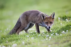 United Kingdom Mammals Prints: Young Fox - Cornwall - UK