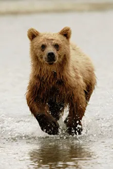 Young Grizzly bear running in water Young Grizzly bear running in water