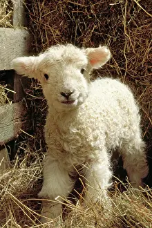 Cute Lamb Images Prints: Young lamb in straw
