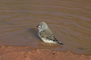 Zebra Finch - juvenile in pool Zebra Finch - juvenile in pool