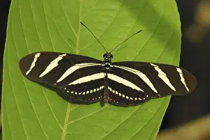 Lepidoptera Species Pictures Prints: Zebra Longwing Colombia