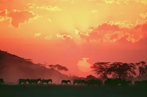 Prints of YAB-782 Burchell's / Common / Plains Zebra - at sunset Equus quagga burchelli Yann Arthus-bertrand Please note that prints are for personal display purposes only and may not be reproduced in any way Zebra Prints: Burchell's Zebra Print at Sunset - Equus quagga burchelli