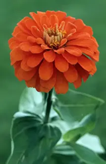 Zinnia Flower Prints: Zinnia