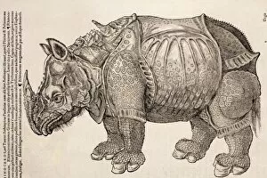 Rhinoceros Collection: 1551 Gesner armoured rhino after Durer