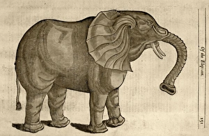 1607 Elephant by Topsell age toned 1607 Elephant by Topsell age toned