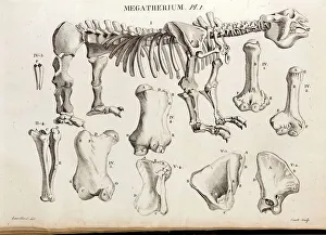 Sloth Prints: Megatherium Cuvier Plate Copperplate Print