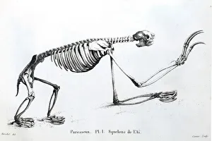 1812 Sloth skeleton by Cuvier 1812 Sloth skeleton by Cuvier