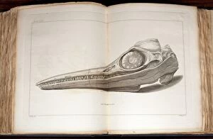 Pre Historic Collection: 1814 Mary Anning first ichthyosaur skull