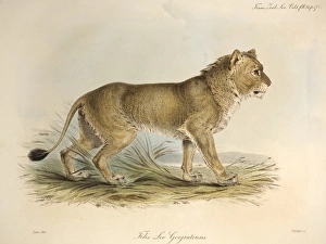 Print of a maneless Indian lion with contemporary hand colouring