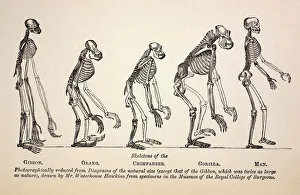 1863 Huxley from Ape to Man evolution 1863 Huxley from Ape to Man evolution