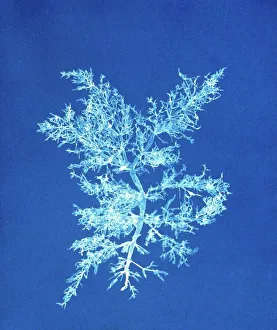 Prints of 19th-century alga cyanotype. Cyanotype of the algae Chylocladia kaliformis, as produced by British botanist Anna Atkins (1799-1871). Chylocladia is a seaweed found in European seas and oceans Botanical Prints: Cyanotype Print of Chylocladia kaliformis Seaweed