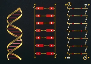 3 schematic illustrations of DNA structure 3 schematic illustrations of DNA structure