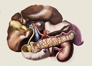 Historical Medical Illustrations Prints: Abdominal organs