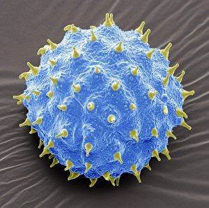 Coloured Scanning Electron Micrographs Prints: Abutilon pollen, SEM