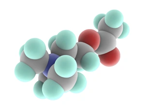 Images Dated 27th January 2014: Acetylcholine Molecule Print, a 3D model of organic compound