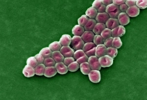 Antibiotic Resistant Bacteria Prints: Acinetobacter baumannii bacteria, SEM