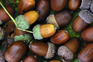 Images Dated 28th May 2010: Acorns fallen from an oak tree Print
