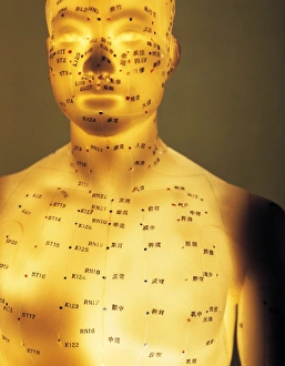Prints of Acupuncture model. Illuminated model of the human body marked with acupuncture points (labelled dots) and meridians (coloured lines). Acupuncture is a traditional Chinese system of medicine Images Dated 2003 May: Acupuncture model print, an illuminated diagram of the human body