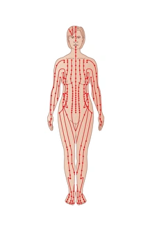 Acupuncture Points Prints: Acupuncture points, artwork