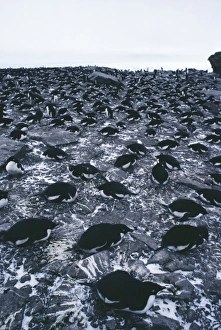 Adelie penguins on nest Adelie penguins on nest