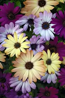 African Daisy Collection: African daisies