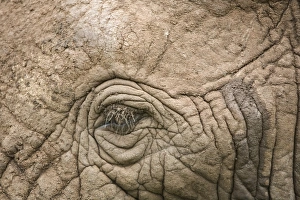 African elephant eye and skin African elephant eye and skin