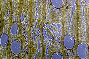 Prints of African teak stem. Light micrograph of a section through the woody stem of an African teak (Pericopsis elata) plant, showing its diffuse-porous xylem tissue Images Dated 2012 January: African Teak Stem Print