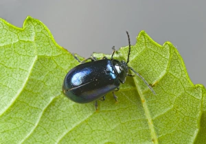 European Beetles Prints: Alder leaf beetle
