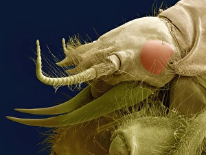 Compound Eye Structure Prints: Alderfly larva, SEM