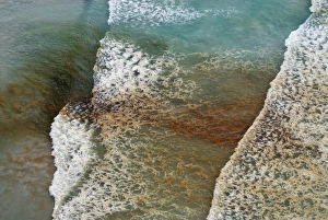 Photosynthetic Organisms Prints: Algal bloom