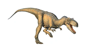 Allosaurus dinosaur Allosaurus dinosaur
