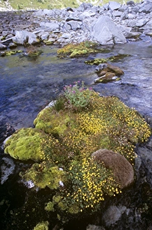 Rock Garden Plants Prints: Alpine flora