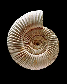 Ammonite Fossil Prints: Ammonite