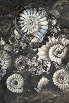 Ammonite Fossils Prints: Ammonite Assemblage