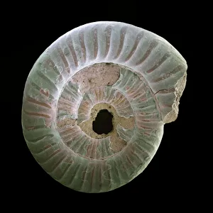 Ammonite fossil, SEM Ammonite fossil, SEM