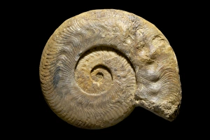 Images Dated 1st February 2013: Ammonite Print with Disease Indentations