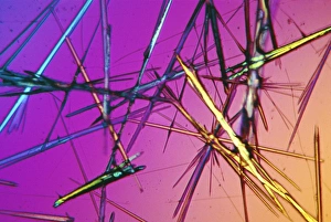 Polarised Light Microscopy Images Prints: Ampicillin crystals
