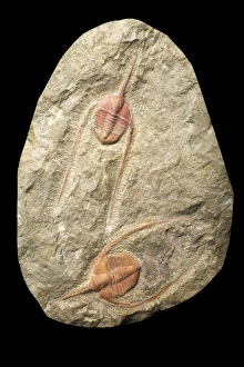 Prints of Ampyx cf priscus Lower Middle Arenig, Upper Fezouata Fprmation, Ait Zolli, Draa Valley, Morocco. Pete Lawrance collection Images Dated 2013 February: Ampyx cf priscus Print, Lower Middle Arenig Fossil