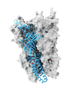 Anaesthetic inhibiting an ion channel C015/6718 Anaesthetic inhibiting an ion channel C015/6718