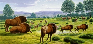 Ice Age Mammals Prints: Ancient bison