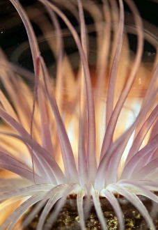 Papua New Guinea Marine Life Prints: Anemone