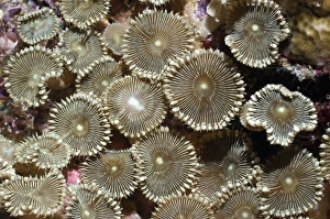 Indonesian Ocean Wildlife Images Prints: Anemones
