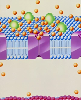 Angina treatment: calcium antagonist mechanism Angina treatment: calcium antagonist mechanism