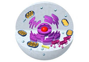 Animal Cell Structure Prints: Animal cell structure, computer artwork