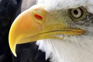 Animal Prints: Bald Eagle Beak Print