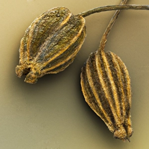 Anise, SEM Anise, SEM