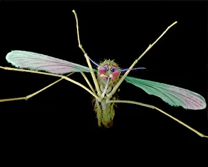 Anopheles mosquito Anopheles mosquito